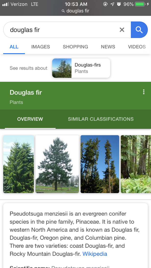 mobile device screen shot of google search for douglas fir